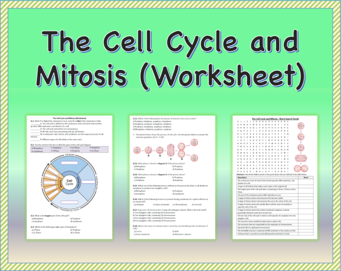 Sixth grade biology student worksheet illustrating the six stages of the cell cycle and mitosis