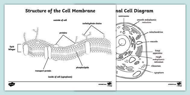 Diagram showing the structural layers of plant and animal cell membranes with labeled phospholipid bilayer and protein channels for seventh grade biology