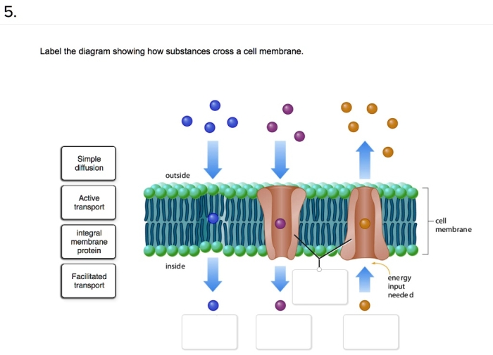 Diagram showing the structural layers of a plant cell wall and animal cell membrane with labeled components and their protective functions