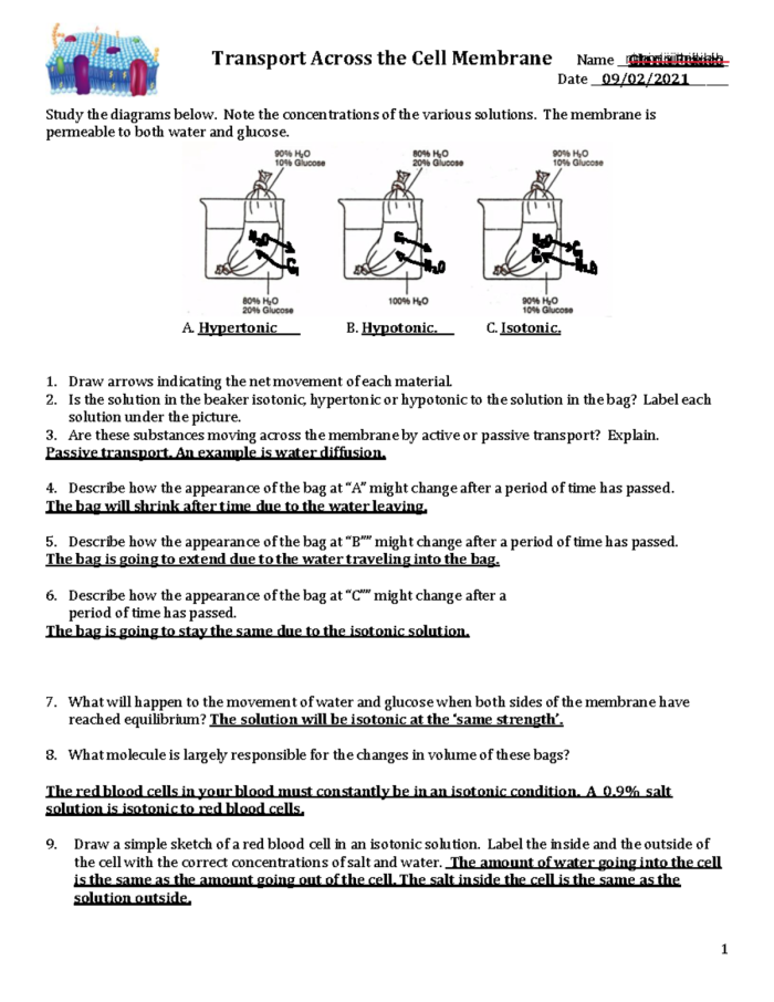 Diagram showing the structural layers and components of plant and animal cell membranes with labeled organelles for seventh grade biology students