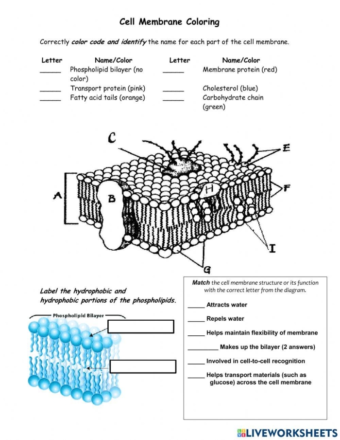 Seventh grade science worksheet focusing on the structural differences and cellular functions of cell walls and membranes