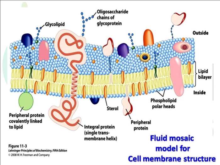 Diagram showing the structural layers of plant and animal cells highlighting the cell wall and cell membrane components for seventh grade biology