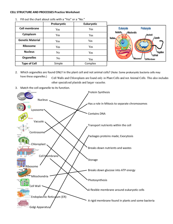 Seventh grade life science worksheet focusing on the unique structure and function of cell walls and cell membranes