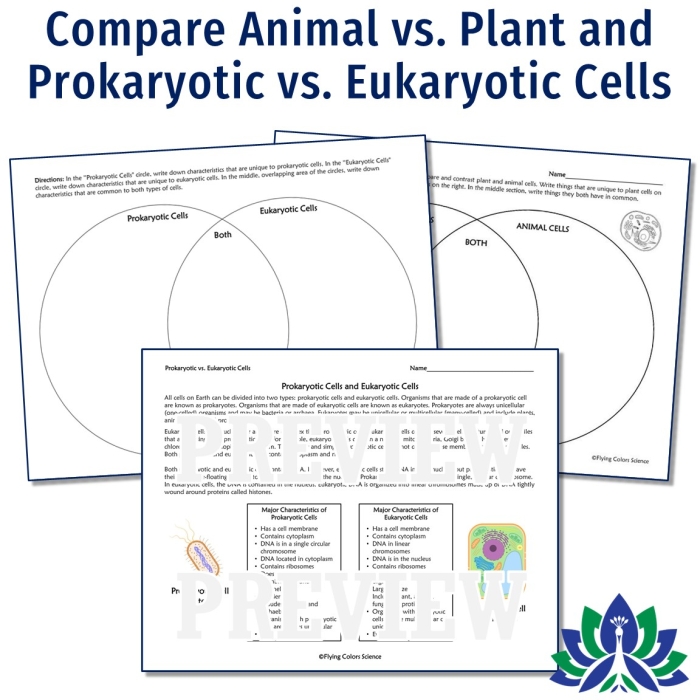 Sixth grade biology worksheet featuring a diagram of cell organelles for students to identify and describe