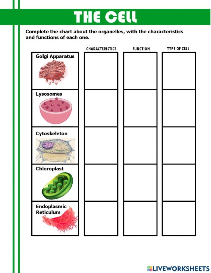 Sixth grade science worksheet featuring a detailed cell diagram for students to label and describe organelle functions
