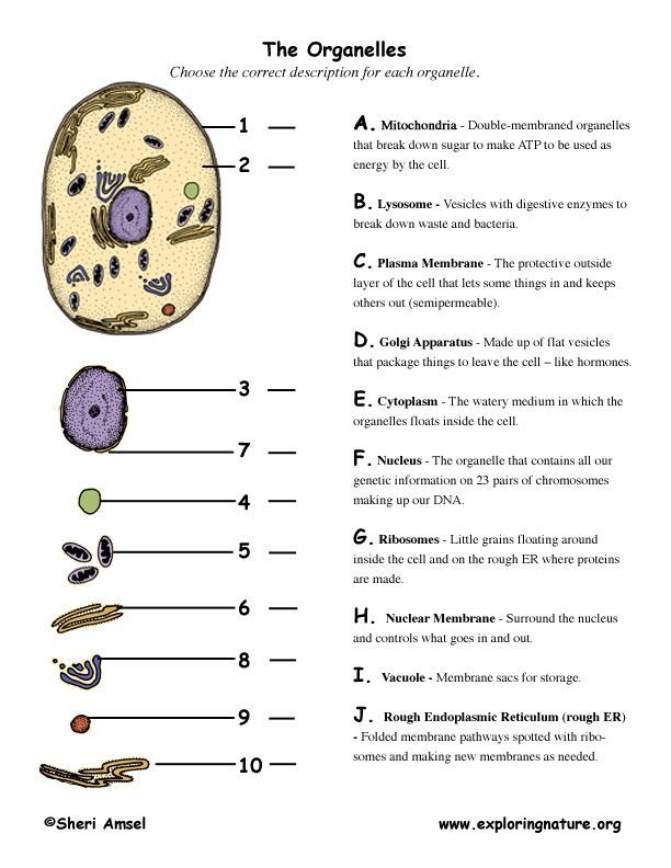 Sixth grade science students labeling cell organelles on a research worksheet
