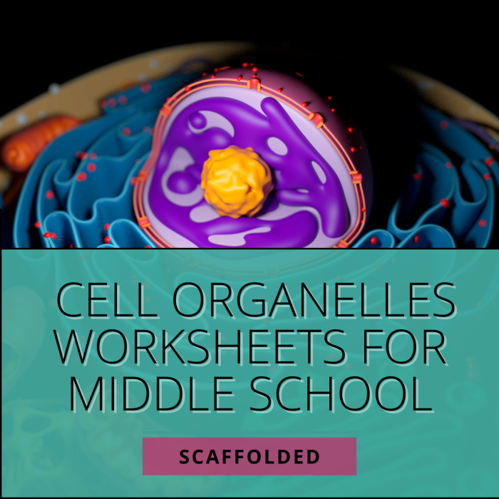 Worksheet featuring a diagram of cell organelles for sixth-grade biology students to explore. Engaging cell organelles worksheet for young biologists to analyze organelle functions.