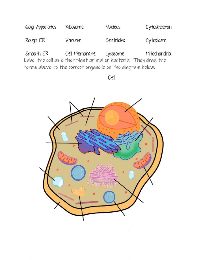 Illustration of a cell organelles worksheet designed for sixth graders to explore organelle functions
