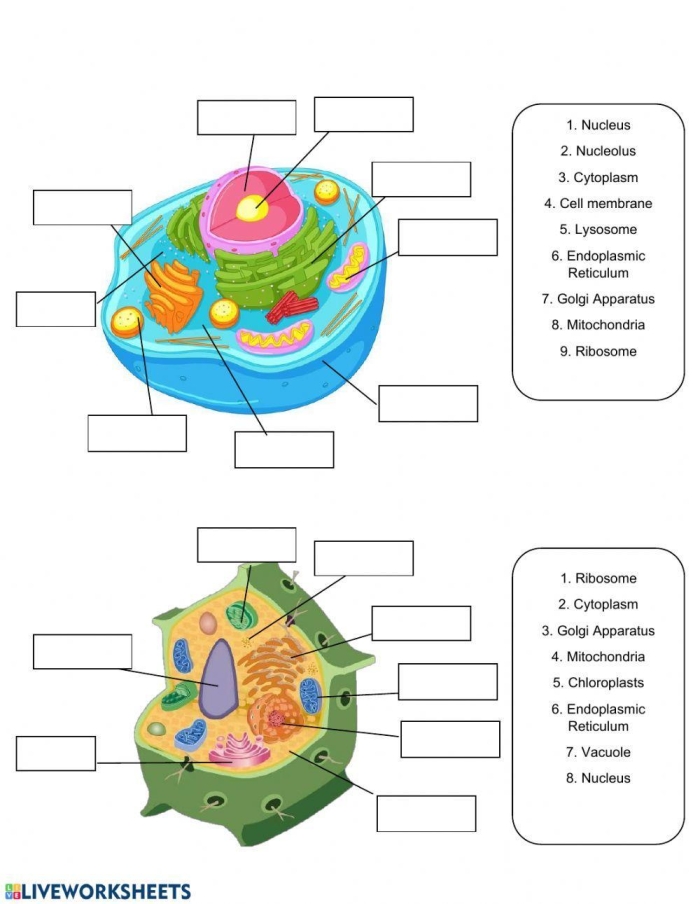 Fourth grade student completing a cell structure worksheet with labeled diagrams and fill-in-the-blank questions about cell organelles