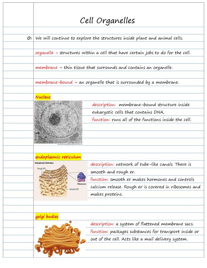 Diagram of a cell organelles worksheet for sixth graders to explore cellular functions