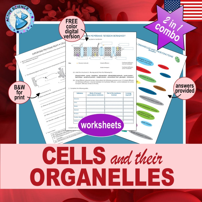 Diagram of a cell organelles worksheet for sixth graders to explore and understand their functions