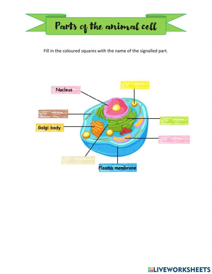 Diagram showing the main parts of a plant and animal cell labeled for fourth grade science learning
