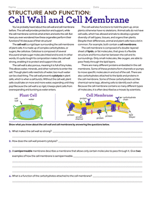 Diagram showing the structural layers of plant cell wall and animal cell membrane with labeled components and their protective functions