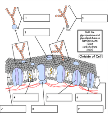 Seventh grade science worksheet comparing the structure and function of cell walls and cell membranes