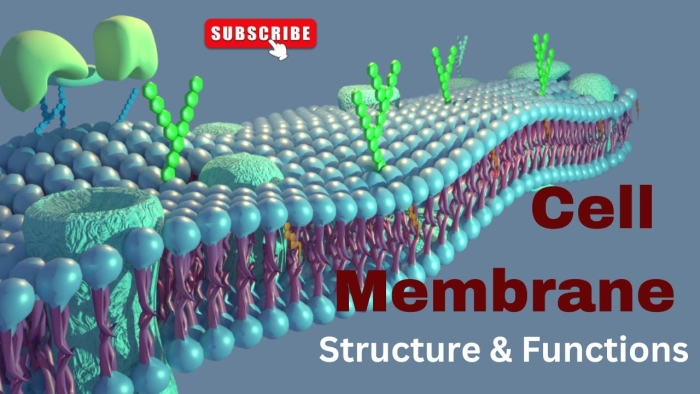Seventh grade life science worksheet focusing on cell wall and cell membrane structural differences
