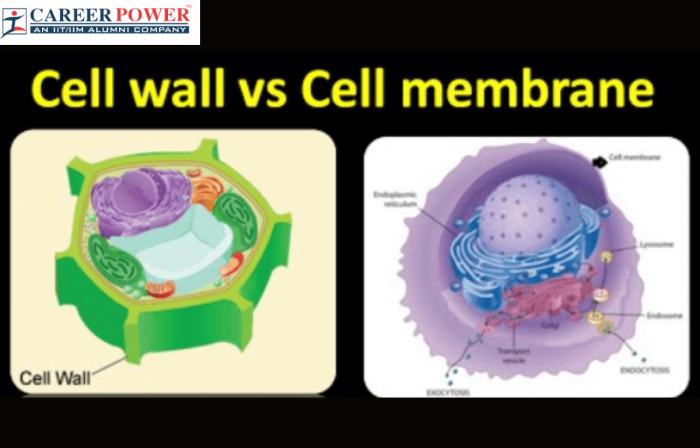 Seventh grade life science worksheet depicting the structural components and biological functions of cell walls and cell membranes
