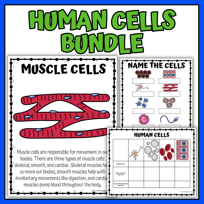 A colorful fourth grade worksheet teaching children about the structure and parts of a biological cell