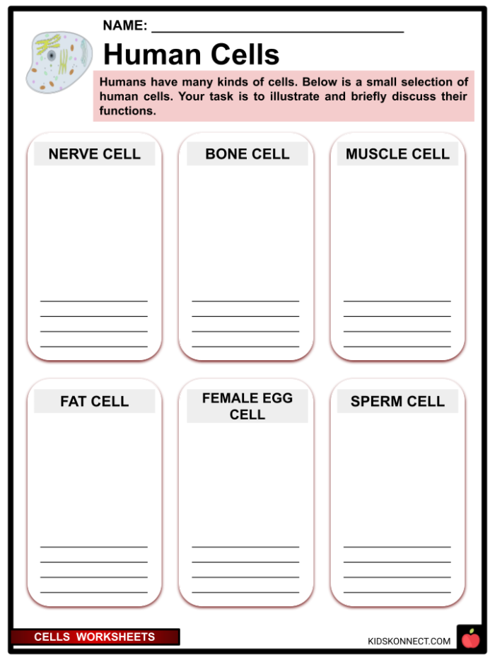 Fourth grade science worksheet exploring the basic biological building blocks of living cells