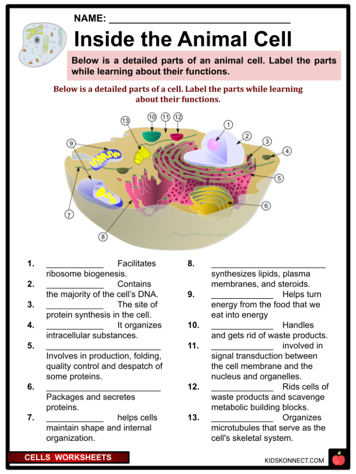Fourth grade student worksheet illustrating the basic structure and components of a biological cell