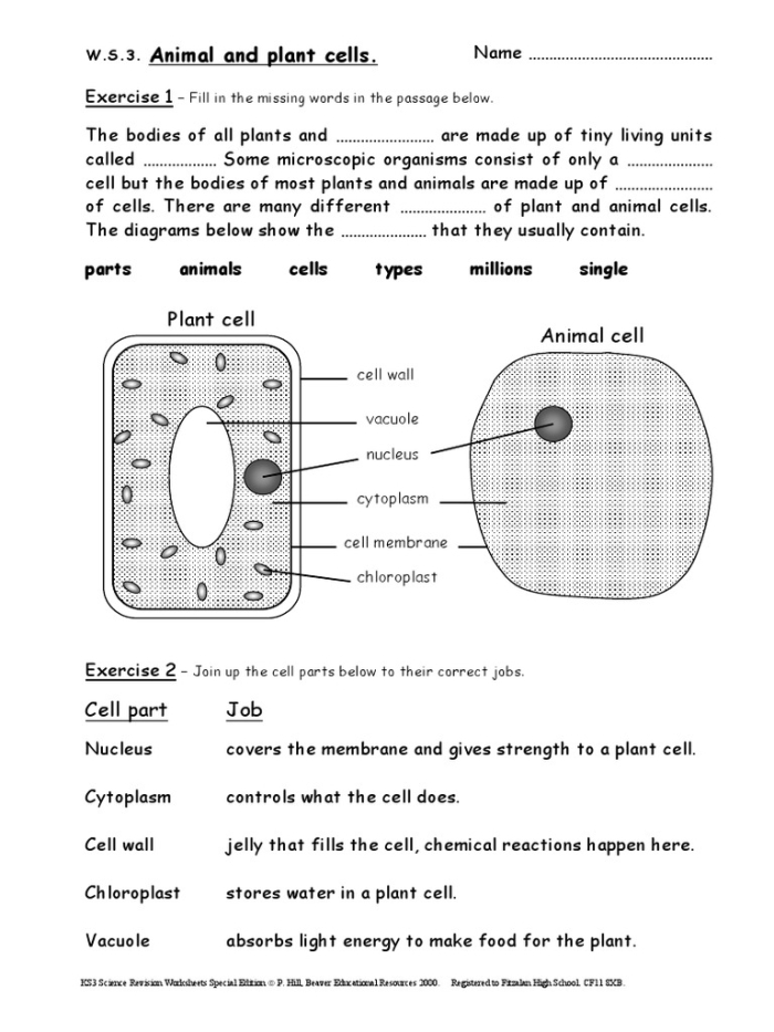 Third grade students completing a plant and animal cell vocabulary crossword puzzle worksheet