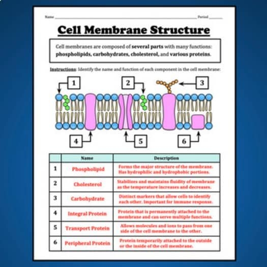 Seventh grade students analyzing the structural differences between plant cell walls and cell membranes