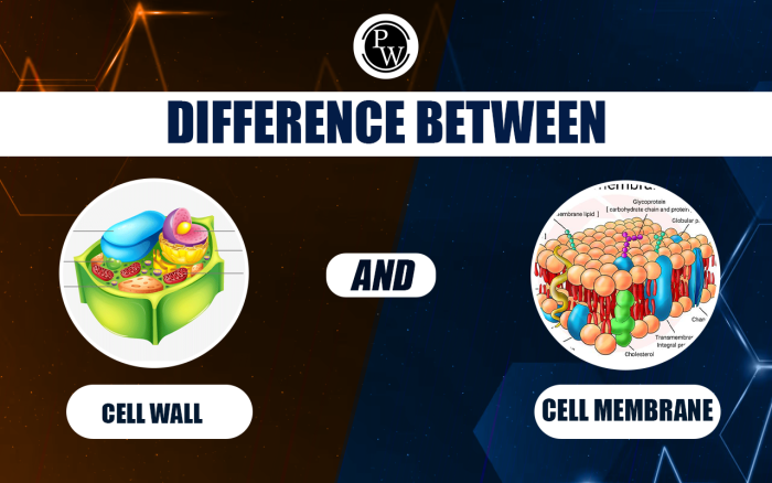 Seventh grade science worksheet comparing cell wall and cell membrane structures and functions