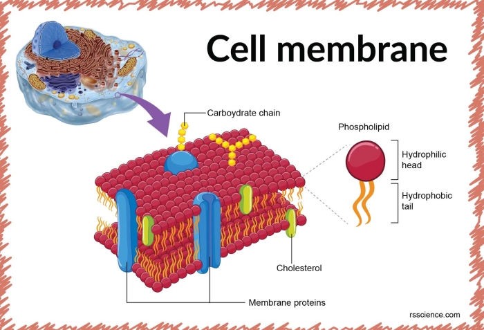Diagram showing the structural layers of plant and animal cells highlighting the cell wall and cell membrane components for seventh grade science