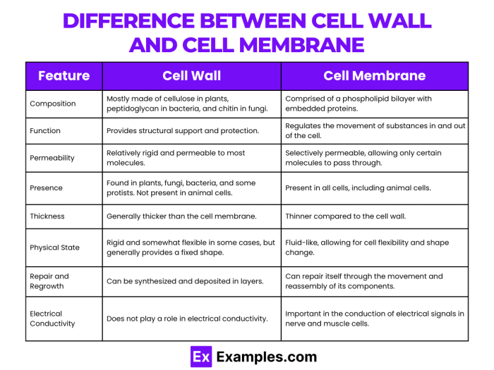 Seventh grade life science worksheet focusing on cell wall and cell membrane structure and function