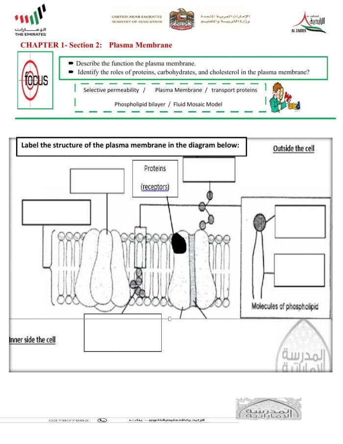 Diagram showing the structural layers of a plant cell wall and animal cell membrane with labeled components and their protective functions