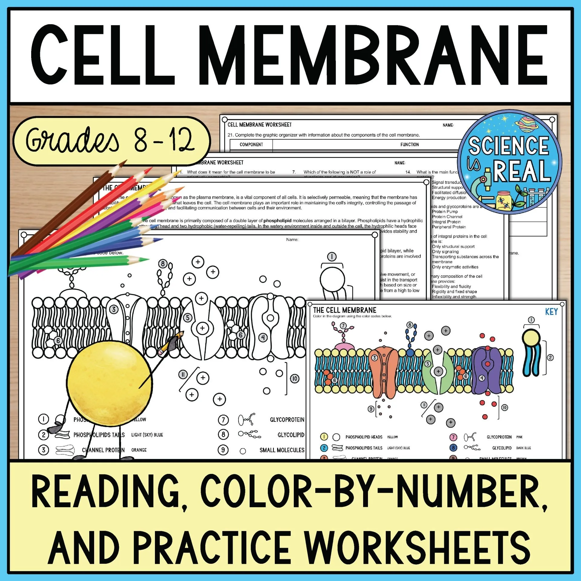 Diagram showing the structural layers of plant and animal cells highlighting the cell wall and cell membrane components for seventh grade biology
