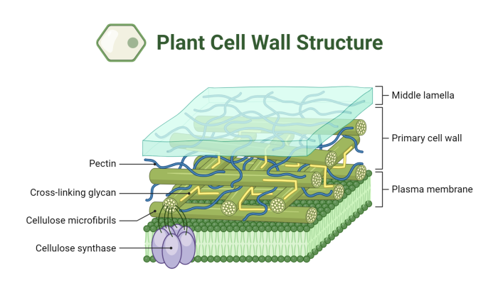 Diagram showing the structural layers of a plant cell wall and animal cell membrane with labeled components and their protective functions