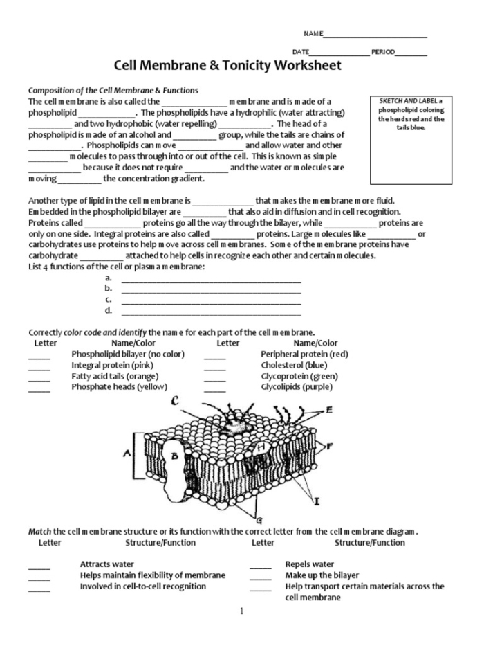 Structure and Function: Cell Wall and Cell Membrane worksheet for Seventh Grade