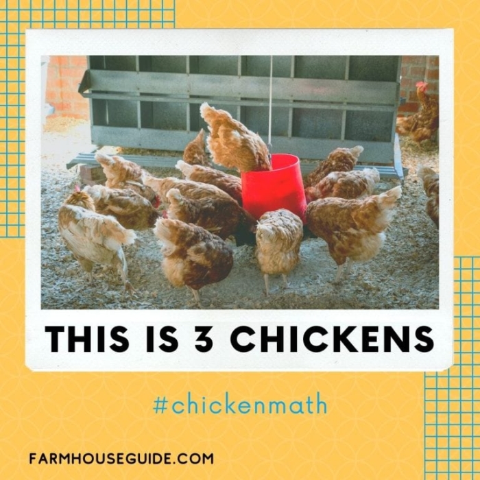 Cute chickens illustrating addition concepts for preschoolers