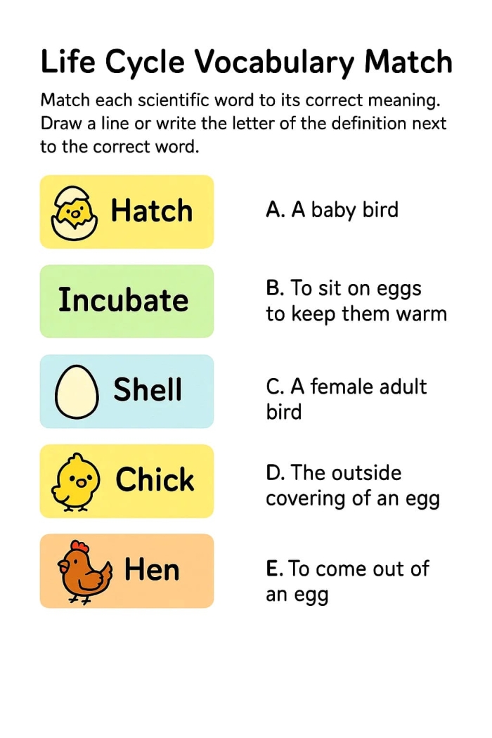 First grade science worksheet showing the developmental stages of a chicken for children to color and label