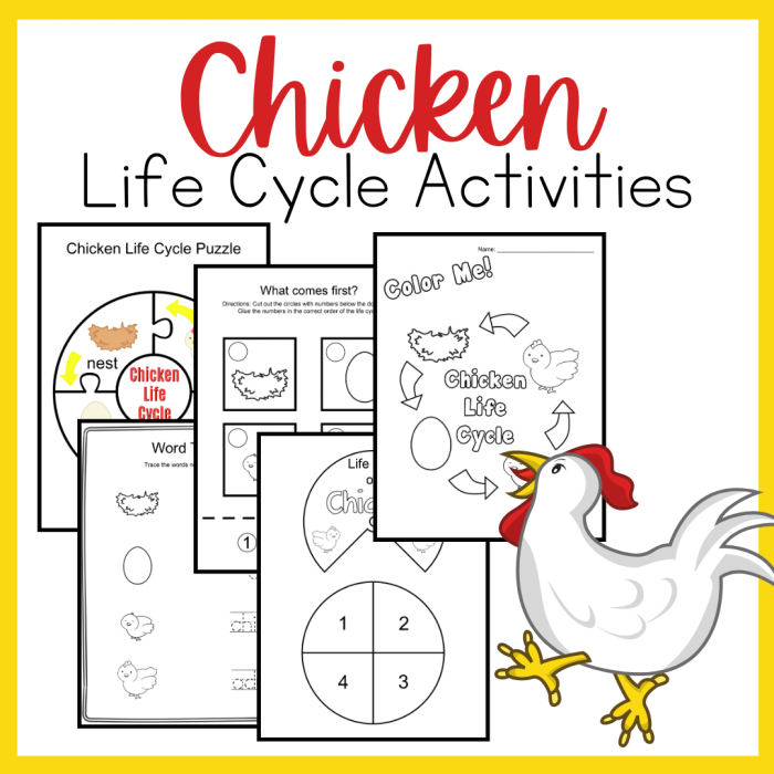 First grade science worksheet illustrating the developmental stages of a chicken for coloring and learning