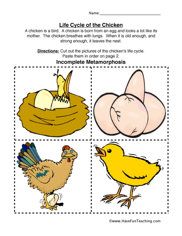 First grade chicken life cycle worksheet featuring coloring activity for science students