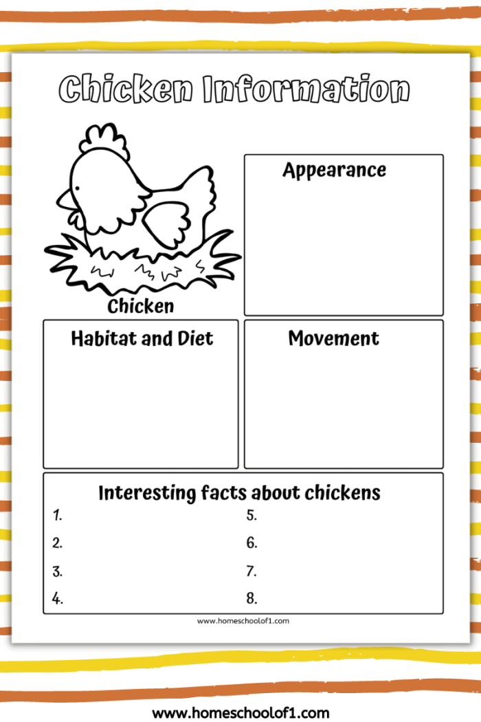 Illustration of a chicken life cycle worksheet for first graders to color and learn