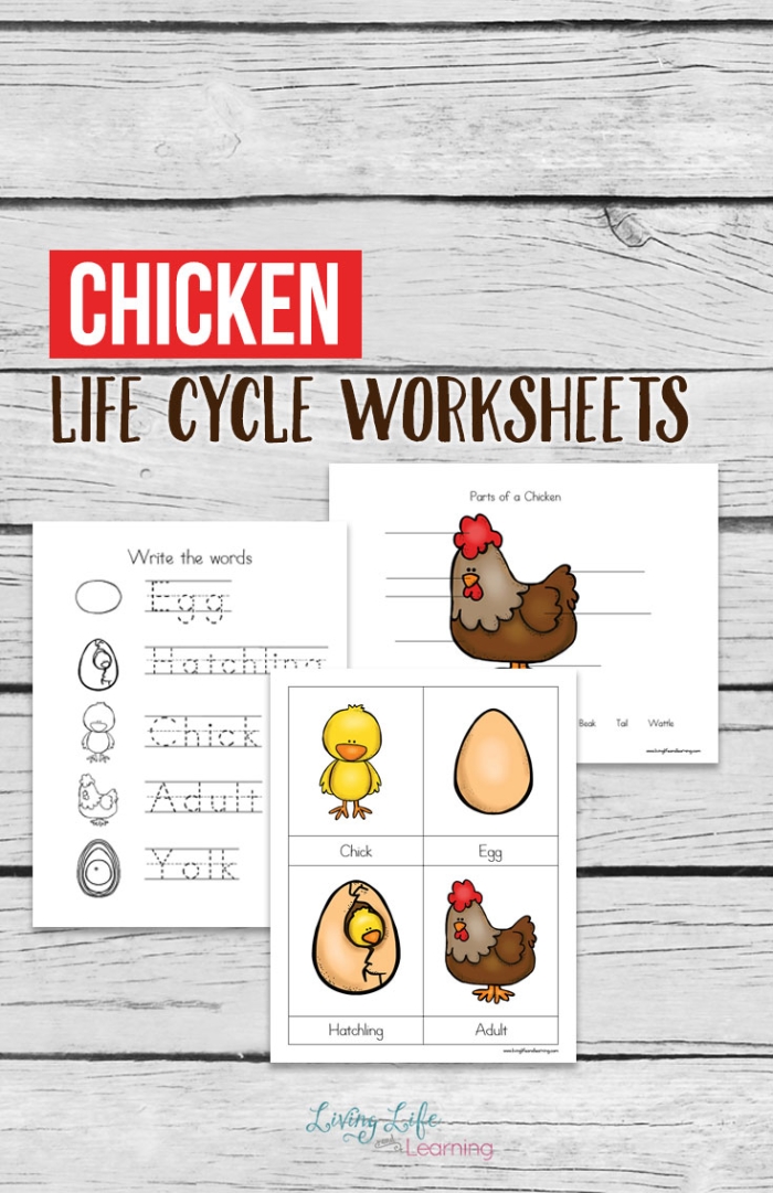 First grade science worksheet showing the colorful stages of a chicken life cycle