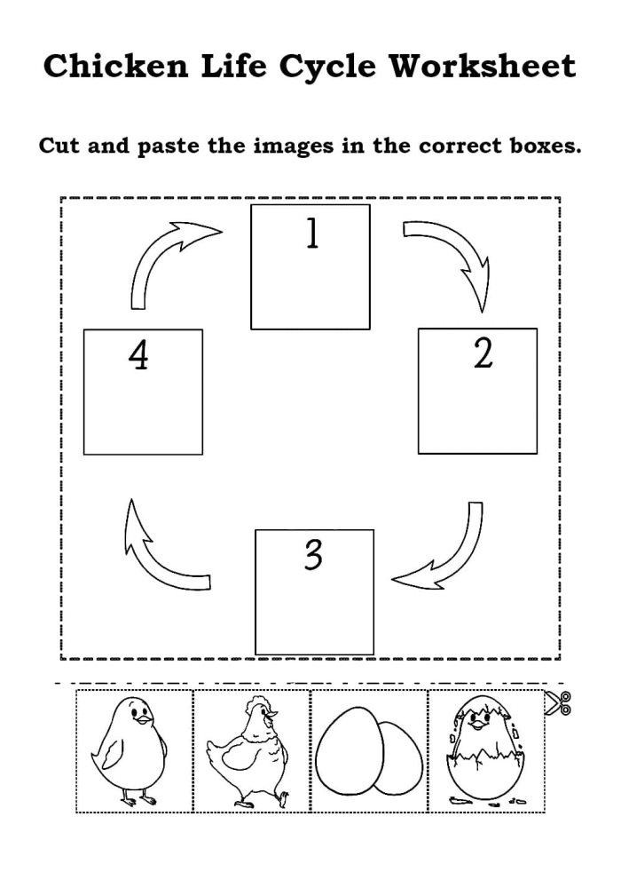 Colorful chicken life cycle worksheet designed for first graders to explore and learn. Engaging resource for teaching the stages of a chicken's life.