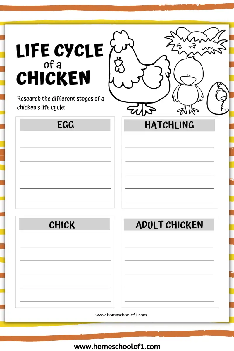 First grade science worksheet illustrating the developmental stages of a chicken life cycle