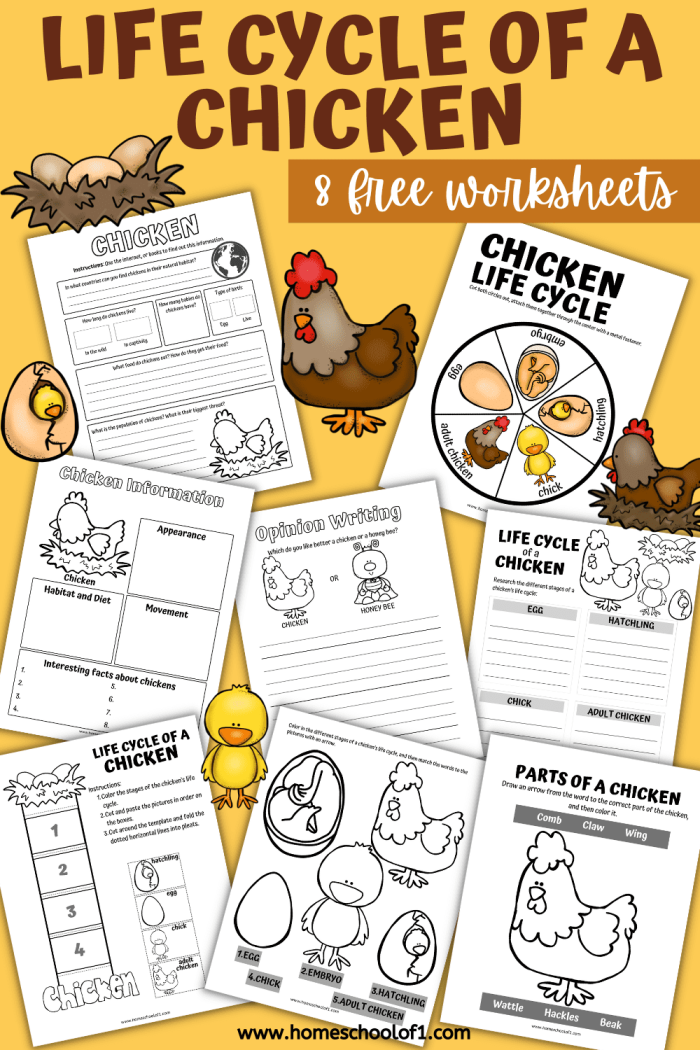 Chicken life cycle worksheet for first graders featuring stages of a chicken's development