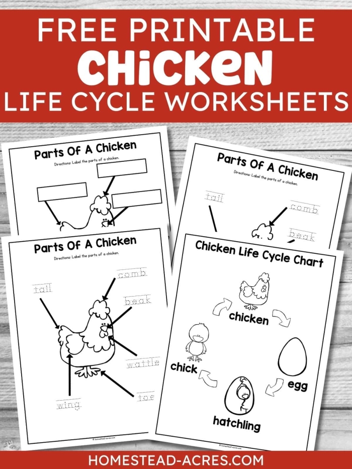 Colorful chicken life cycle worksheet for first graders to learn and explore