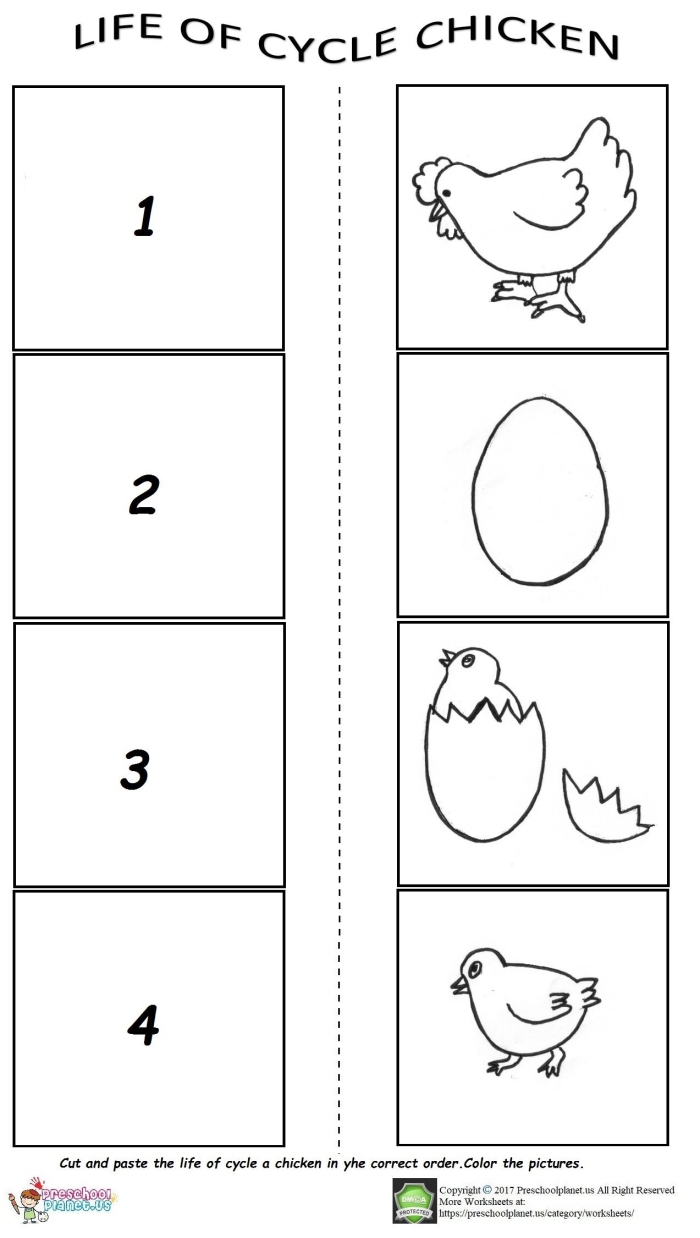 First grade student activity page showing the sequential growth stages of a chicken for life science class