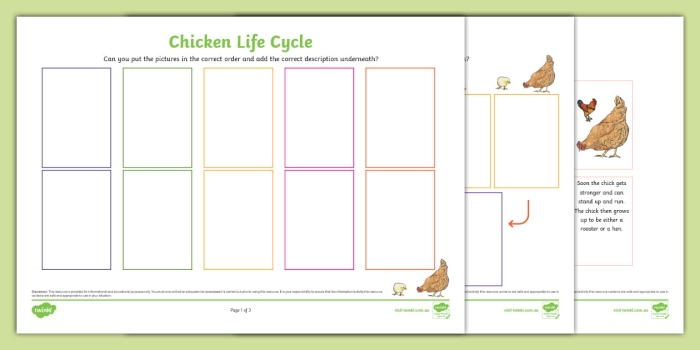 Colorful chicken life cycle worksheet for first graders to learn and explore