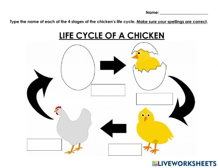 First grade science worksheet featuring illustrations of the chicken life cycle for coloring