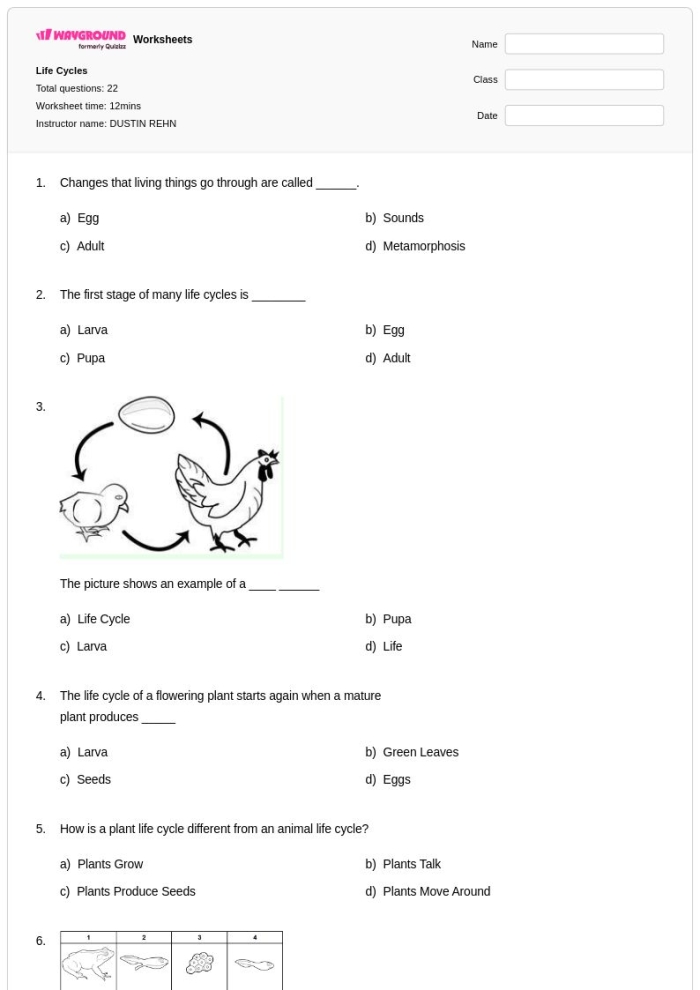 First grade chicken life cycle worksheet featuring stages from egg to adult chicken