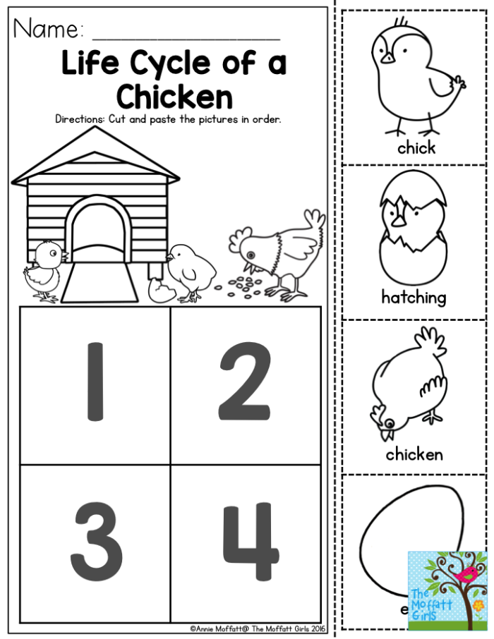 First grade student working on a chicken life cycle coloring worksheet