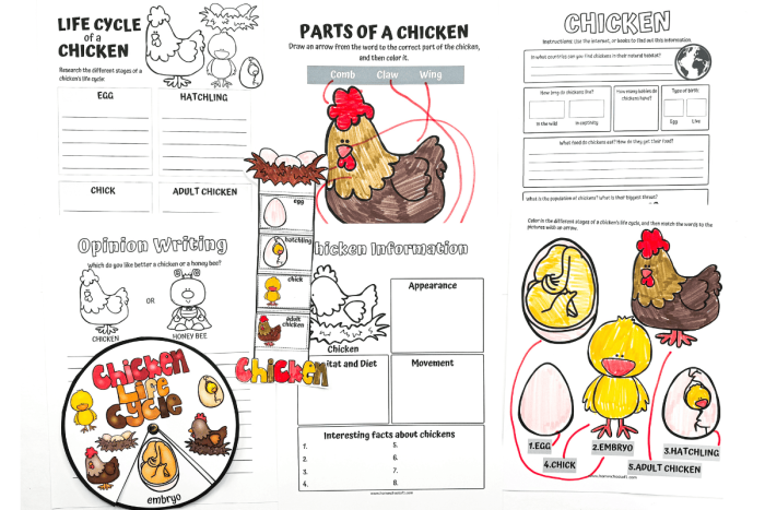 First grade students labeling the stages of a chicken life cycle on an educational worksheet