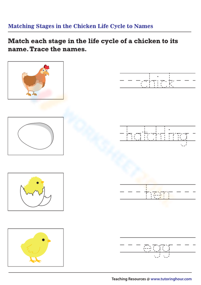 First grade student coloring a chicken life cycle worksheet featuring egg to adult stages