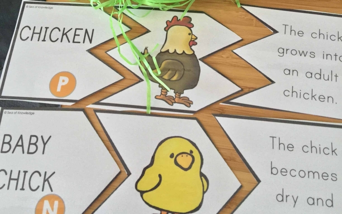 Chicken life cycle worksheet for first graders, featuring coloring activities and learning stages of a chicken's development